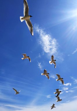 Uçan kuşlar, martılar, bulutlarla mavi gökyüzünün arka planında, Güneş'in ışınlarıyla dolu bir sürüsü.