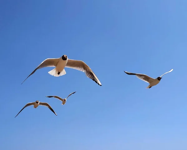 A flock of flying birds, gulls, on a background of clear sky