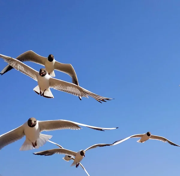 Стая Летающих Птиц Чайки Фоне Ясного Неба — стоковое фото