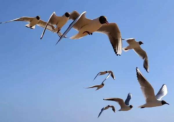 Стая Летающих Птиц Чайки Фоне Ясного Неба — стоковое фото