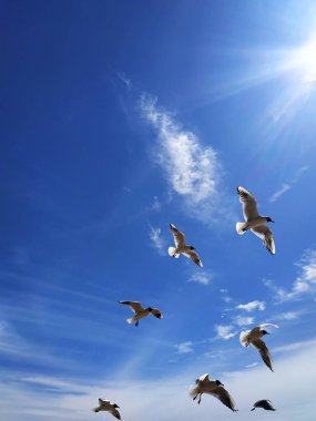 Uçan kuşlar sürüsü, martılar, bulutlarla gökyüzünün arka planında