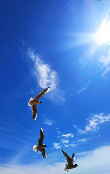 Стая Летающих Птиц Чайки Фоне Неба Облаками — стоковое фото