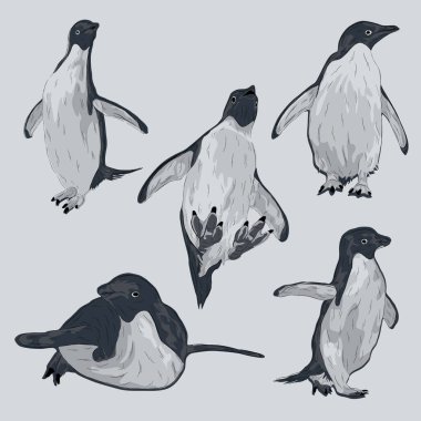 Hayvan Vahşi Hayatı Adelie Penguen Üst üste bindirme Vektör Biçimi Ayarları
