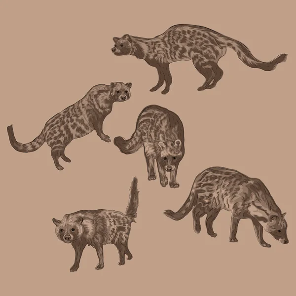 Animal Wildlife African Civet Överlappande Vektor Stil Set — Stock vektor