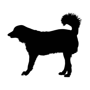 Akbash Köpek Silueti Beyaz Üzerine İzole Edildi