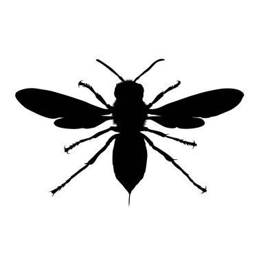 Asya Dev Yaban Arısı Silueti Vektörü