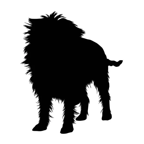 Affenpinscher Silhouette Isolated White — Stock Vector