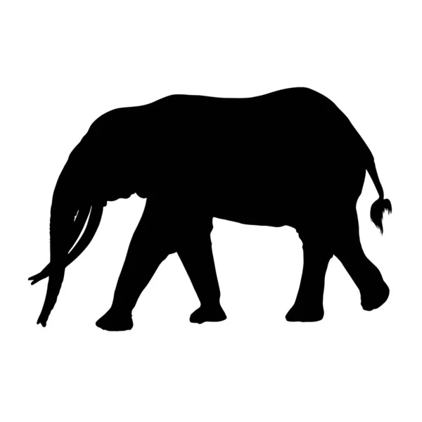 Africký Lesní Slon Silueta Izolované Bílém — Stockový vektor