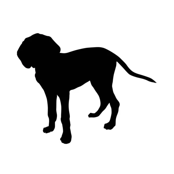 American Foxhound Silhouette Isolée Sur Blanc — Image vectorielle