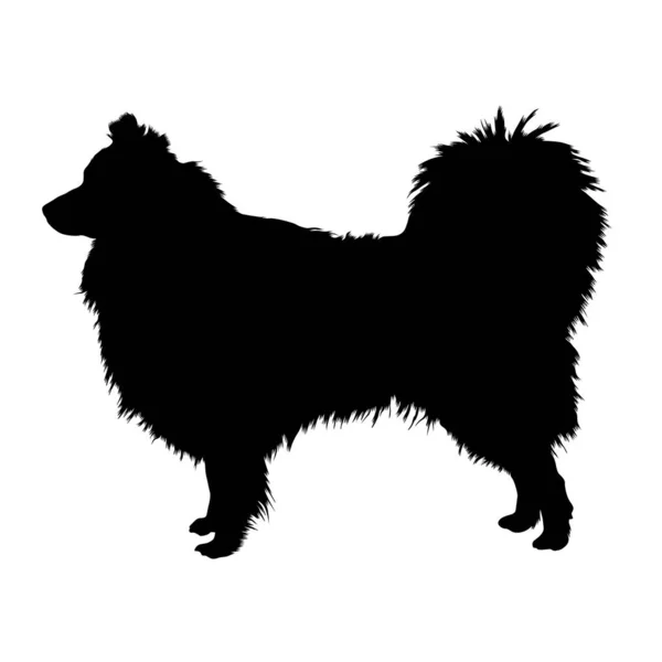 Australische Herder Hond Silhouet Geïsoleerd Wit — Stockvector