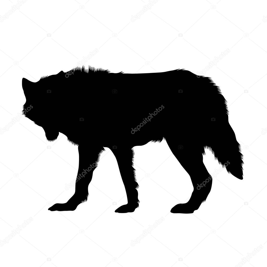 Artic Wolf Silhouette Isolated On White