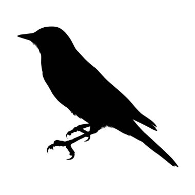 Kuş, Siluet, Dünyanın her yerinde