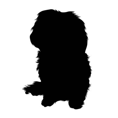Bolonez Köpeği, Siluet, Bolonya, İtalyan