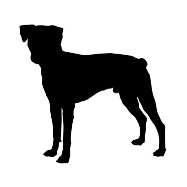 Brezilya Köpeği Beyaz Arkaplanda Duruyor