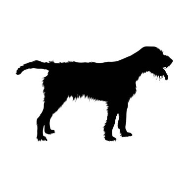 Cesky Fousek Siluet, Gun Dog Group, Köken Çek Cumhuriyeti