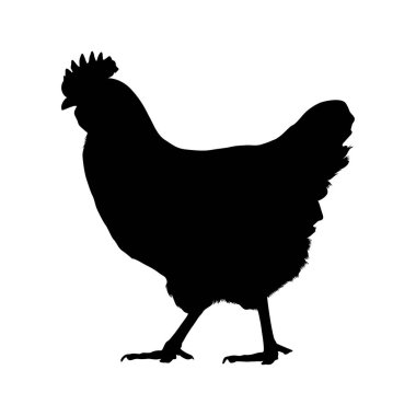 Tavuk (Gallus Gallus) Siluet Vektörü Açık Ormanlık ve Korunaklı Çayırlarda Bulundu