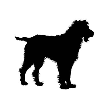 Epagneul Pont Audemer Köpek Silueti Avrupa Haritasında Bulundu