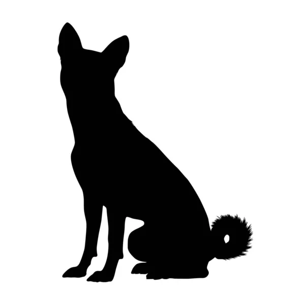 Basenji Dog Silhouette坐在白色背景上 — 图库矢量图片