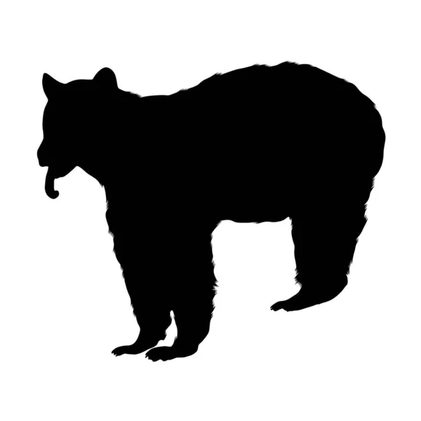 Black Bear Ursus Americanus Silhouette Северная Америка — стоковый вектор