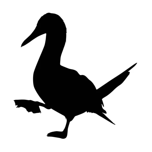 Walking Booby Birds Sula Nebouxii Silhouette Zuid Amerika — Stockvector