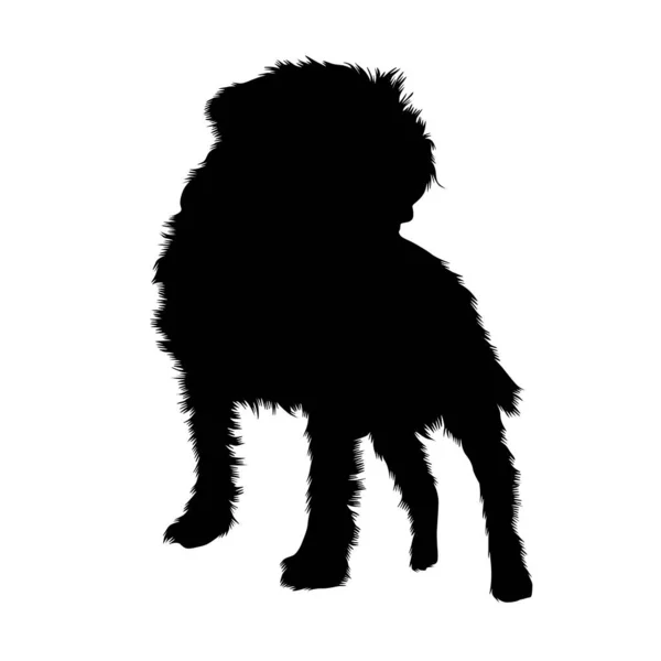 Frontansicht Border Terrier Dog Silhouette Großbritannien — Stockvektor