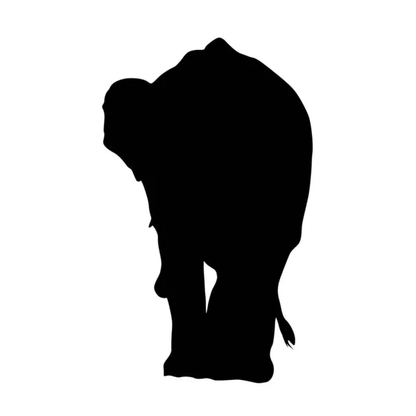 Elefante Borneo Elephas Maximus Borneensis Silhouette Asia — Vector de stock