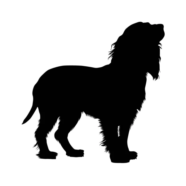 Boykin Spaniiel Dog Silhouette — 图库矢量图片