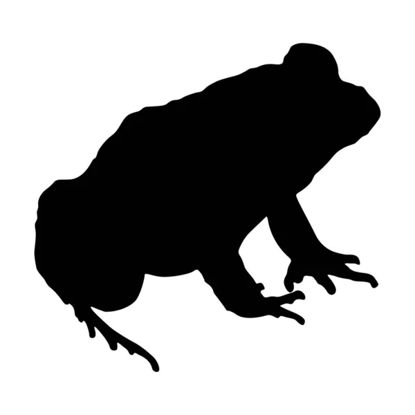 Grävande Groda Heleioporus Silhouette Australien — Stock vektor