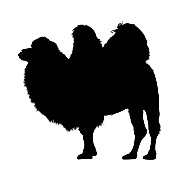 Bactrian Camel Camelus Bactrianus Northen Asia — Stock Vector