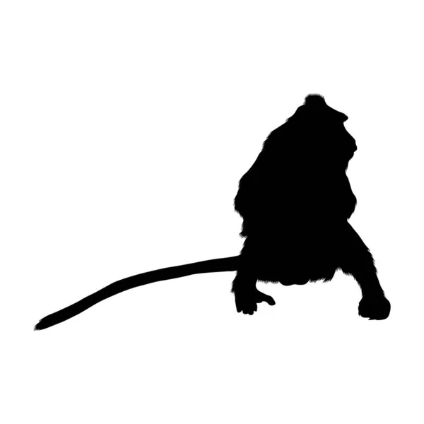 Crab Eating Macaque Macaca Fascicularis Silhouette Vector Found Map Asia — 스톡 벡터