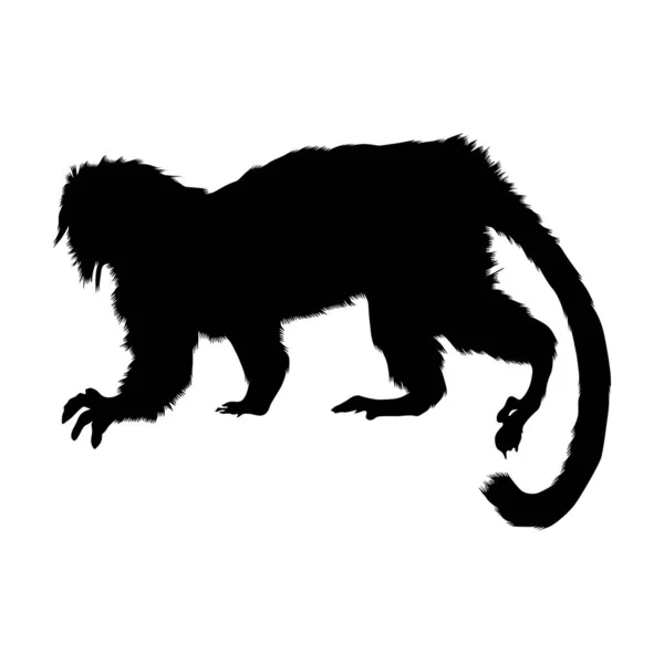 Baumwoll Tamarin Saguinus Ödipus Silhouette Vector Der Karte Von Südamerika — Stockvektor