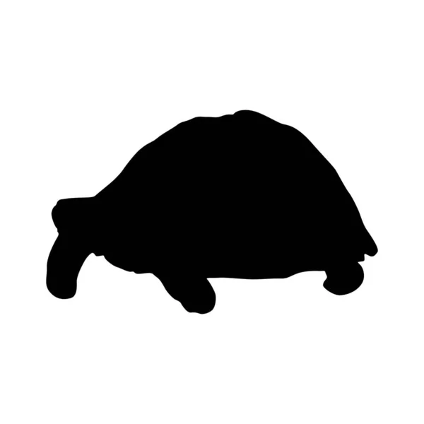 Żółw Pustynny Gopherus Agassizii Wektor Sylwetki Znaleziony Mapie Ameryki Północnej — Wektor stockowy