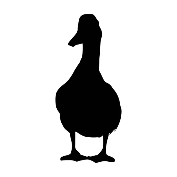 Canard Anas Platyrhynchos Silhouette Vecteur Présent Dans Les Rivières Lacs — Image vectorielle