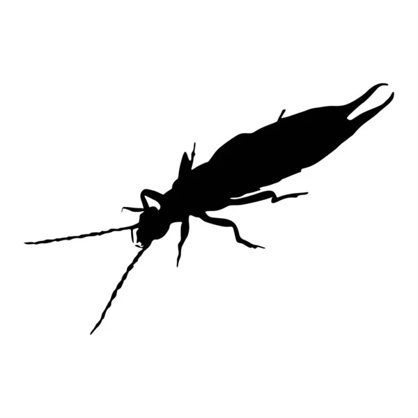 アーウィグ Dermaptera Silhouette Vector Found World — ストックベクタ