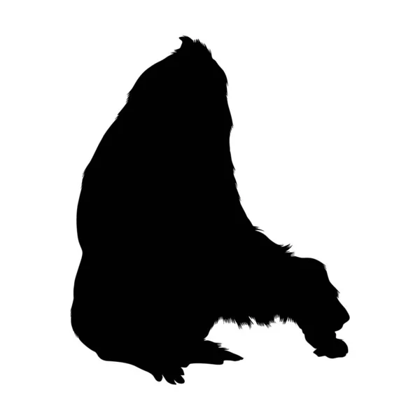 Gorille Orientale Gorilla Berengei Silhouette Vectorielle Trouvée Sur Carte Afrique — Image vectorielle