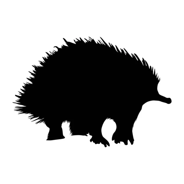 Echidna Tachyglossus Aculeatus Silhouette Vector Encontrado Mapa Oceânia — Vetor de Stock