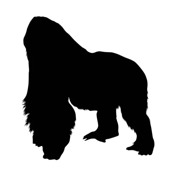 Eastern Lowland Gorilla Gorilla Berengei Graueri Silhouette Vector Found Map — 스톡 벡터