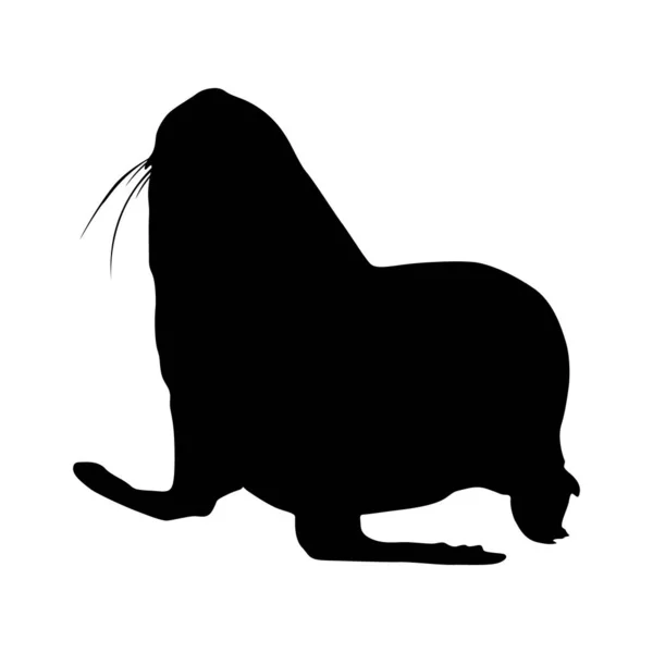 Fur Seal Arctocephalinae Sziluett Található Dél Ausztráliában Zéland Afrika Galapagos — Stock Vector