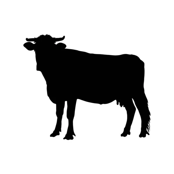 Cow Bos Taurus Silhouette Vector Found World Royalty Free Stock Illustrations