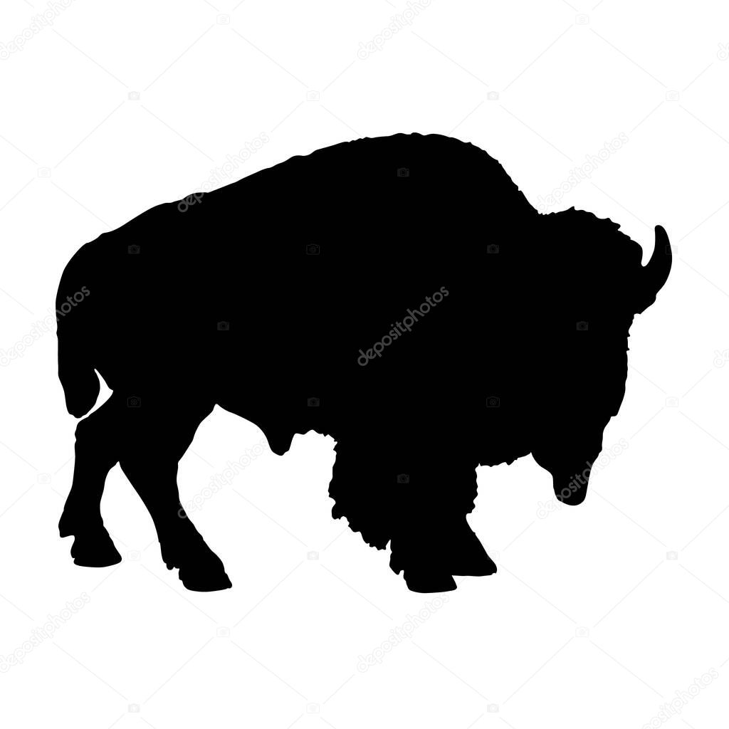 American Bison, Bison Bison, Silhouette, Africa, Asia And North America