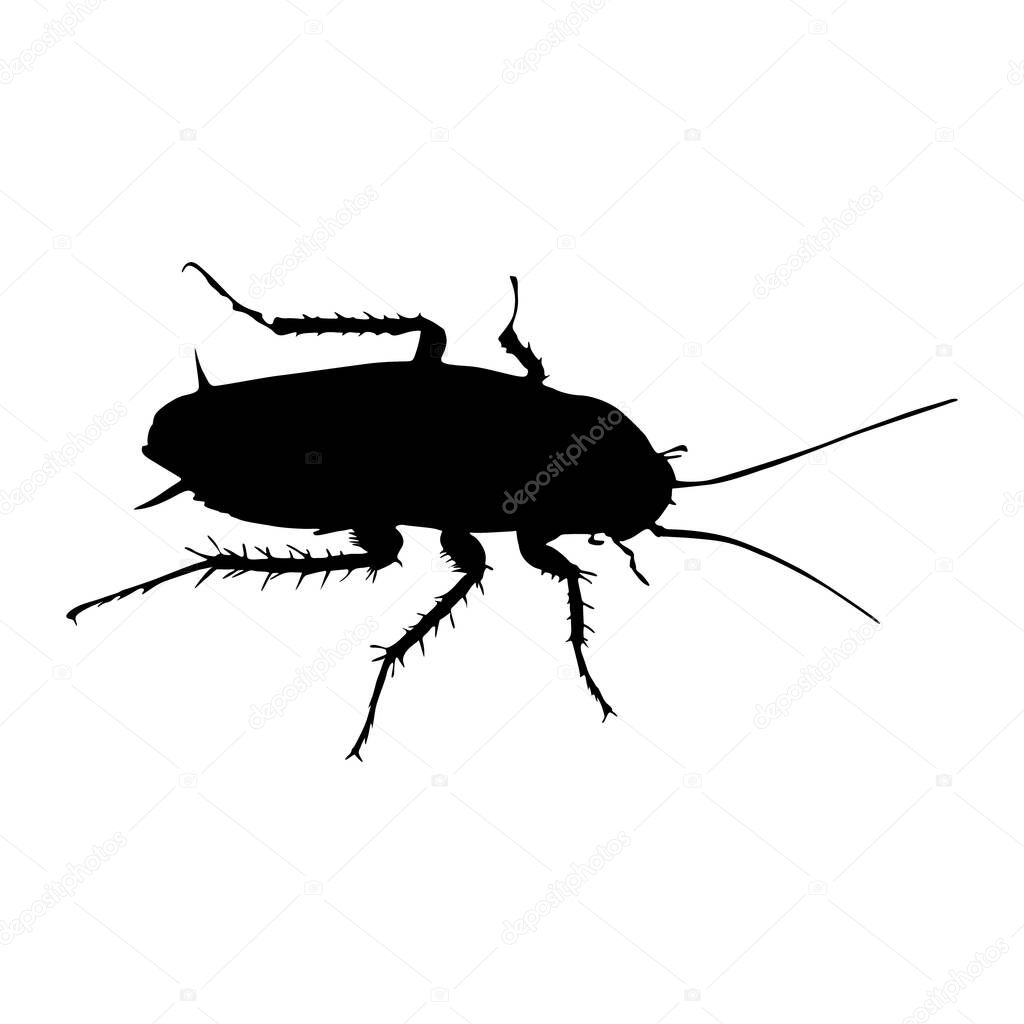Cockroach (Blattaria) Silhouette Vector Found In Worldwide