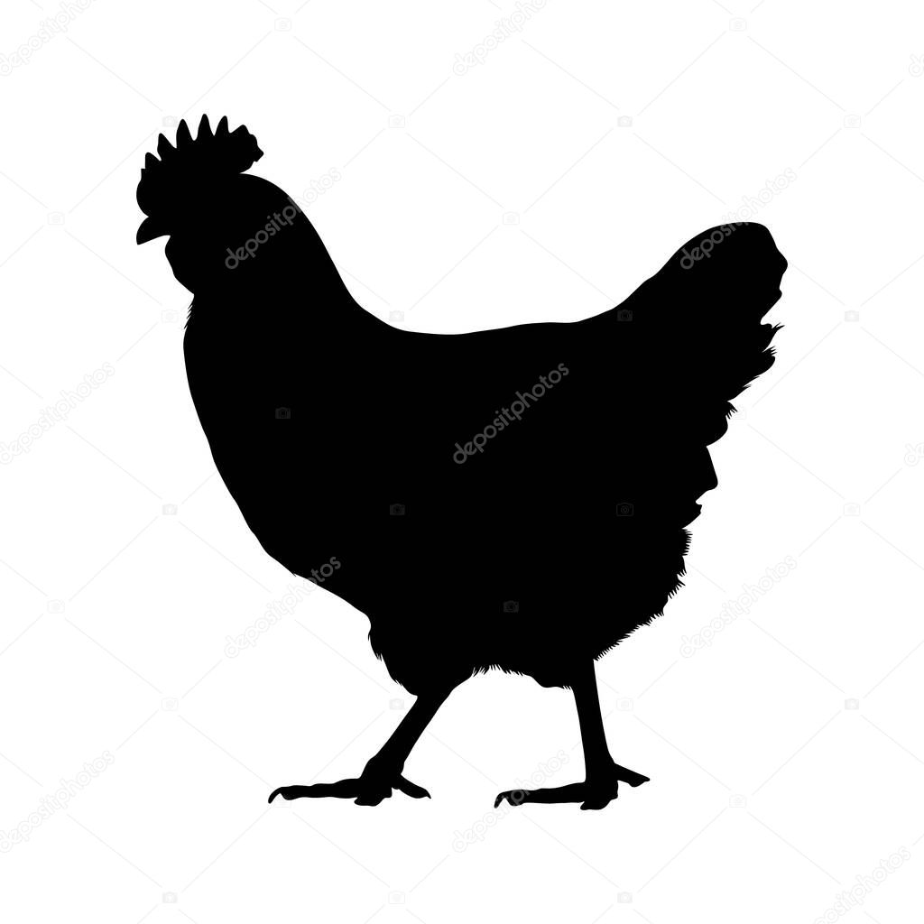 Chicken (Gallus Gallus) Silhouette Vector Found In Open Woodland and Sheltered Grassland