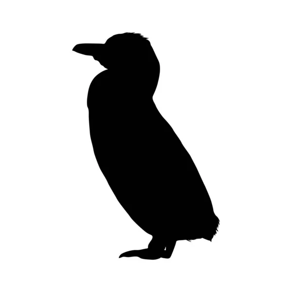Pingwin Galapagos Spheniscus Mendiculus Sylwetka Znaleziona Półkuli Północnej — Wektor stockowy