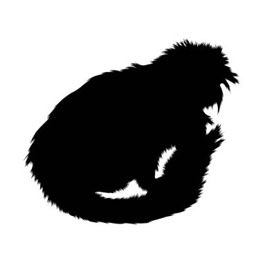Geoffroy 'un Tamarin' i (Saguinus Geoffroyi) Güney Amerika haritasında bulunan siluet