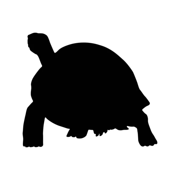 Galapagos Tortue Geochelone Nigra Silhouette Trouvée Dans Les Îles Galapagos — Image vectorielle