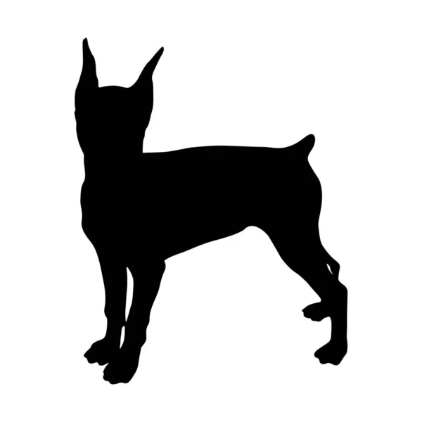 German Pinscher Dog Silhouette Found Map Europe — Stock Vector