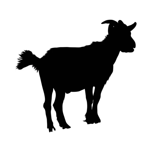 Silhouette Chèvre Capra Aegagrus Hircus Trouvée Asie Ouest Europe Est — Image vectorielle