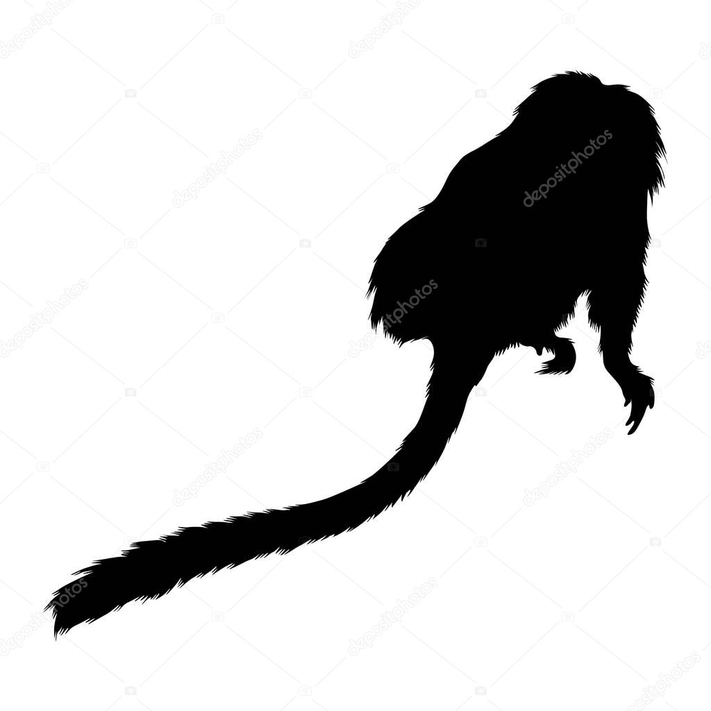 Golden Lion Tamarin (Leontopithecus Rosalia) Silhouette Found In Map Of South America