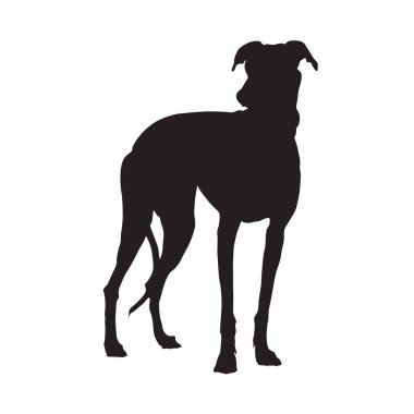 Avrupa Haritasında Bulunan Ön Görüş Silueti Üzerinde Duran Tazı Köpeği