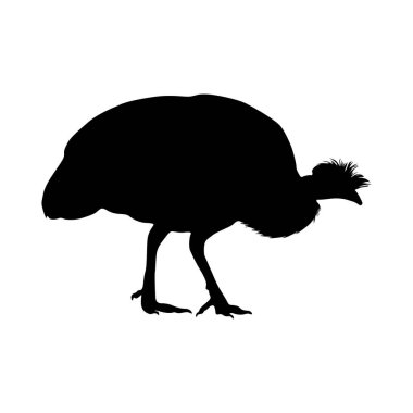 Gine Gine Gine Fowl (Numididae) Afrika Haritasında Bulunan Yan Görünüm Siluetinde Durmaktadır